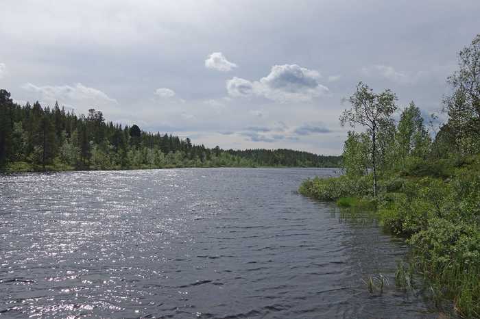 Skogsfrun