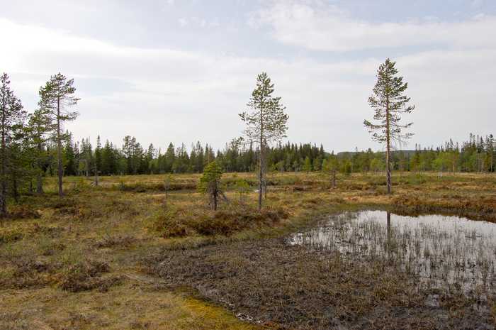 Wenkbrauwalbatros